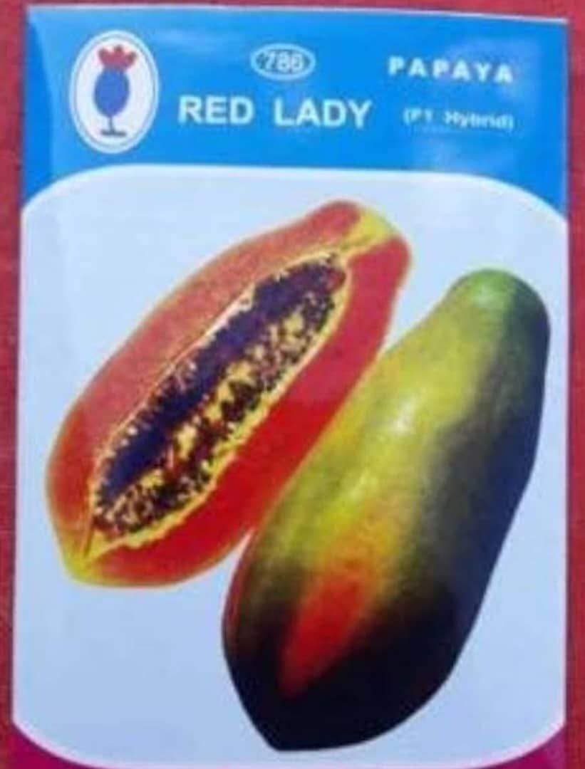 Export Papaya