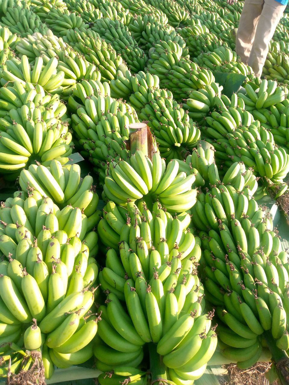 Export Quality Banana