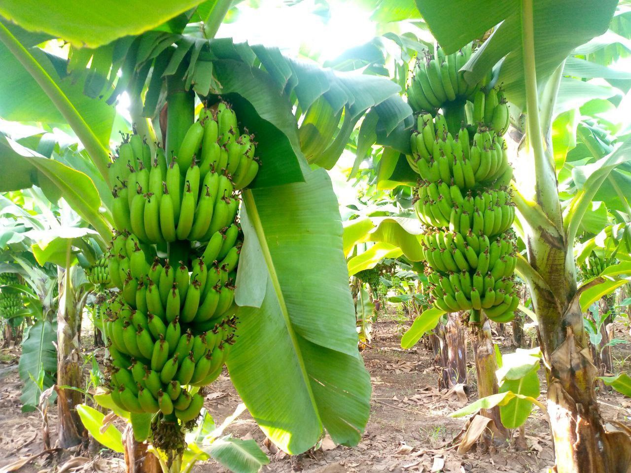 Export Banana