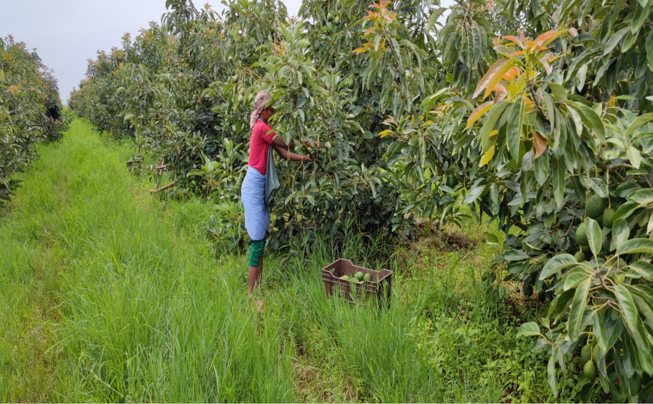 Ethiopian Mango